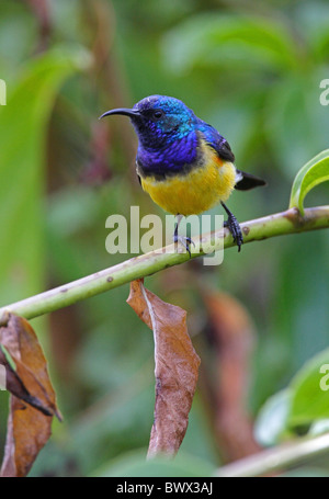 La variabile Sunbird (Nectarinia venusta) maschio adulto, arroccato sullo stelo, Nairobi, Kenya, ottobre Foto Stock