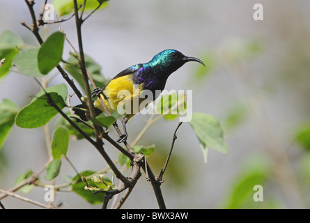 La variabile Sunbird (Nectarinia venusta) maschio adulto, arroccato nella struttura ad albero, Nairobi, Kenya, ottobre Foto Stock