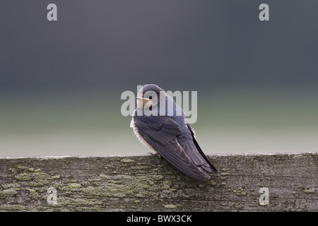Barn Swallow (Hirundo rustica) giovani, recentemente sviluppato, appollaiato sulla staccionata in legno rampa, Warwickshire, Inghilterra, settembre Foto Stock
