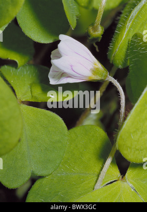 Trifoglio di legno comune acetosella Oxalis acetosella blossom fiorire bianco Foto Stock