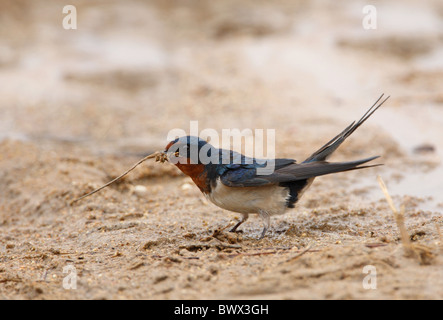 Barn Swallow (Hirundo rustica) adulto, la raccolta di materiale di nidificazione sul terreno, Beidaihe, Hebei, Cina, può Foto Stock