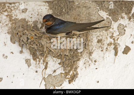 Barn Swallow (Hirundo rustica) adulto, edificio nido, aggiunta di fango materiale di nidificazione, Estremadura, Spagna, può Foto Stock