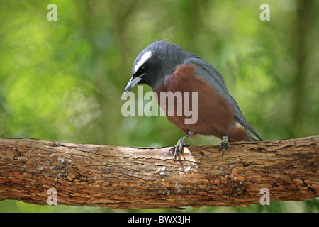 Bianco-browed Woodswallow (Artamus superciliosus) adulto, appollaiato sul ramo, Australia Foto Stock