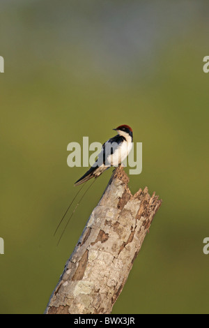 Filo-coda di Rondine (Hirundo smithii) adulto, appollaiato sul moncone, Goa, India, novembre Foto Stock