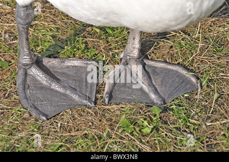 Cigno (Cygnus olor) adulto, close-up di piedi palmati, Inghilterra Foto Stock