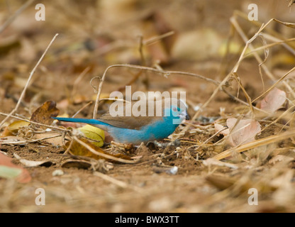 Blue Waxbill Uraeginthus angolensis Parco Nazionale Kruger Sud Africa Foto Stock