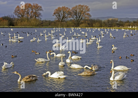 Cigno (Cygnus olor) e Whooper Swan (Cygnus cygnus) gregge, sul lago nel tardo pomeriggio, Caerlaverock, Dumfries Scozia, inverno Foto Stock