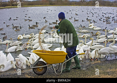 Cigno (Cygnus olor) e Whooper Swan (Cygnus cygnus) gregge, essendo alimentato con grano da operaio, Caerlaverock, Dumfries Scozia, inverno Foto Stock