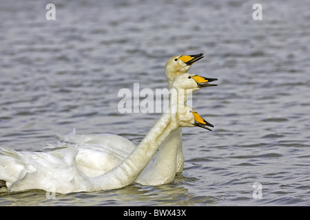 Whooper Swan (Cygnus cygnus) tre adulti, chiamando, nuoto sul lago, Caerlaverock, Dumfries Scozia, inverno Foto Stock