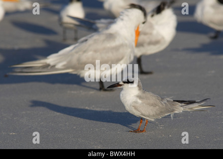 Forster's Tern (sterna forsteri) adulto, moulting nel piumaggio di allevamento, con Royal Sterne sulla spiaggia, Sanibel Island, Florida, U.S.A., febbraio Foto Stock