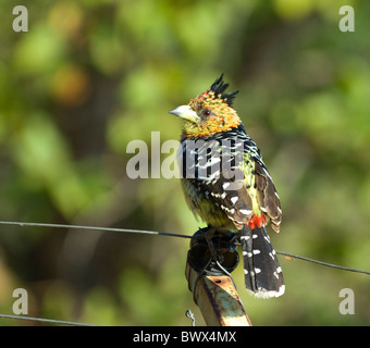 Crested Barbet (Trachyphonus vaillantii), Kruger National Park, Sud Africa Foto Stock