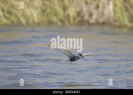 Mignattino piombato (Chlidonias hybridus) adulto, in volo su acqua, sulla migrazione, Spagna Foto Stock