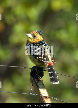 Crested Barbet (Trachyphonus vaillantii), Kruger National Park, Sud Africa Foto Stock