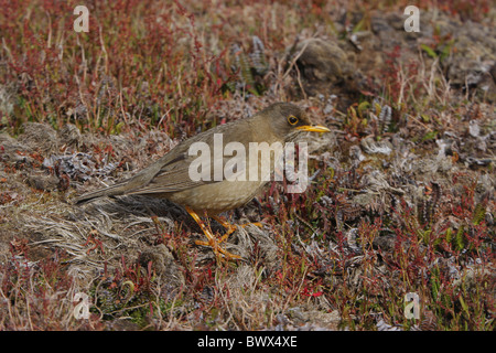 Tordo Falkland (Turdus falcklandii) femmina adulta, in piedi, Isole Falkland Foto Stock