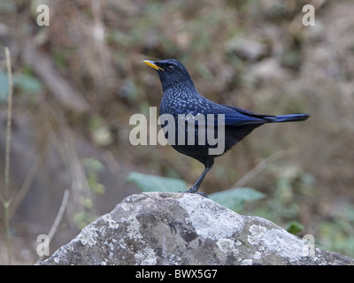 Sibilo blu-Tordo (Myiophonus caeruleus) adulto, in piedi sulla roccia, Uttaranchal, India, gennaio Foto Stock