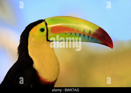 Chiglia fatturati Toucan (Ramphastos sulfuratus) adulto, close-up di testa e il becco, Roatan, Honduras Foto Stock