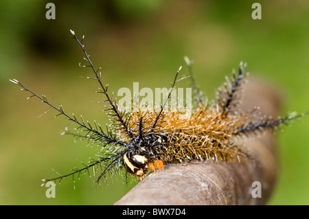Saturniidae colorati caterpillar da ecuador's rainforest Foto Stock