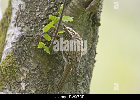 Rampichino alpestre comune (Certhia familiaris) adulto, rovistando su argento tronco di betulla, il Galles, la molla Foto Stock