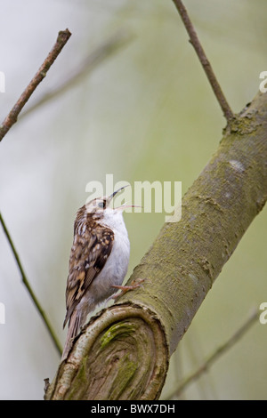 Rampichino alpestre comune (Certhia familiaris) adulto, cantando, appollaiato sul ramo, Suffolk, Inghilterra, può Foto Stock