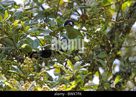 Hartlaub's's Turaco (Tauraco hartlaubi) adulto, arroccato nella struttura ad albero fruttifero, Eburru Forset, Kenya, ottobre Foto Stock