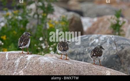 Voltapietre (Arenaria interpres) tre ragazzi, in piedi sulla roccia, Finlandia, luglio Foto Stock