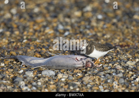 Voltapietre (Arenaria interpres) adulto, alimentazione tideline sulla carcassa di pesce sulla spiaggia di ciottoli, Norfolk, Inghilterra, inverno Foto Stock