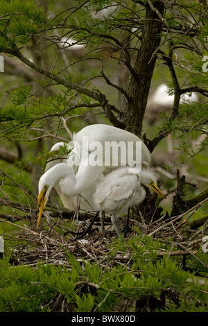Airone bianco maggiore (Casmerodius Albus) - a nidificare- Louisiana - USA - distinta dalla maggior parte degli altri aironi bianchi di grandi dimensioni Foto Stock