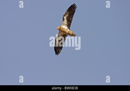 Canaria di Capovaccaio (Neophron percnopterus) majorensis immaturo, in volo, Fuerteventura, Isole Canarie Foto Stock