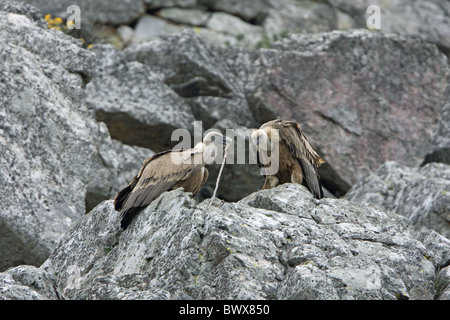 Eurasian Grifone Gyps fulvus Foto Stock