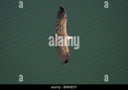 Eurasian grifone (Gyps fulvus) adulto, in volo sopra il fiume, Spagna Foto Stock
