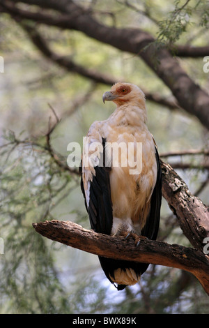 Palm-dado Vulture (Gypohierax angolensis) adulto, appollaiato sul ramo, Samburu, Kenya Foto Stock