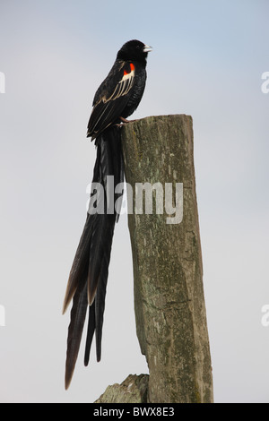 Long-tailed Widowbird (Euplectes progne delamerei) maschio adulto, in allevamento piumaggio, chiamando, appollaiato sul post, Kenya, novembre Foto Stock