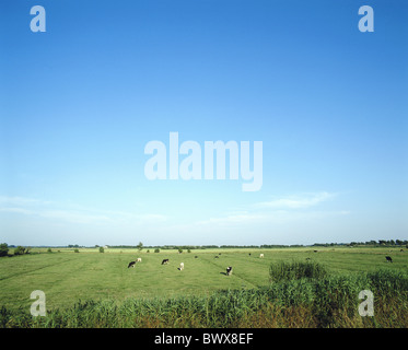 Vicino a Husum Germania Europa Scheswig-Holstein plain pezzati vacche scenario Frisoni del Nord dei prati Foto Stock