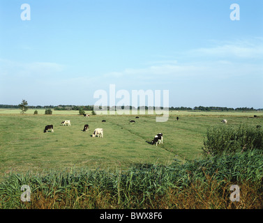 Vicino a Husum Germania Europa Scheswig-Holstein plain pezzati vacche scenario Frisoni del Nord dei prati Foto Stock