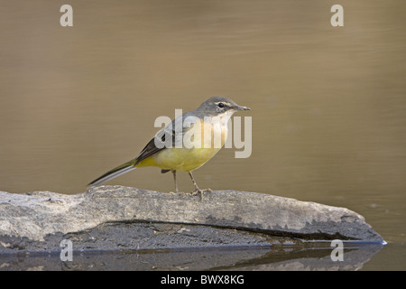 Grigio (Wagtail Montacilla cinerea) adulto, piumaggio invernale, in piedi sulla roccia nel flusso, Estremadura, Spagna, settembre Foto Stock