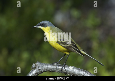 A testa grigia Wagtail (Motacilla flava thunbergi) maschio adulto, con la presenza di insetti nel becco, in piedi sul fango a bordo di acqua, Suffolk, Eng Foto Stock