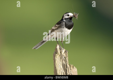 Pied Wagtail (Motacilla alba yarrellii) adulto, con la presenza di insetti nel becco, appollaiato sul post, Teesdale, County Durham, Inghilterra Foto Stock