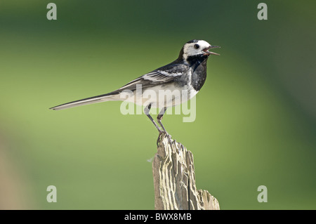 Pied Wagtail (Motacilla alba yarrellii) adulto, chiamando, appollaiato sul post, Teesdale, County Durham, Inghilterra Foto Stock
