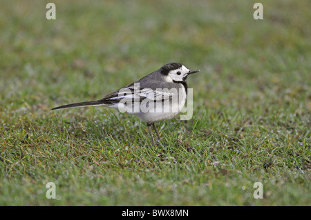 Pied Wagtail (Motacilla alba yarrellii) femmina adulta, in piedi sul giardino prato, West Sussex, in Inghilterra Foto Stock