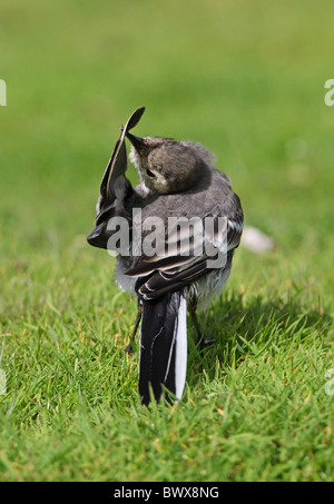 Pied Wagtail (Motacilla alba yarrellii) immaturo, ala preening dopo la balneazione, Norfolk, Inghilterra, settembre Foto Stock