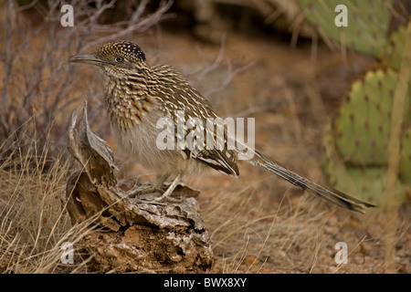 Maggiore Roadrunner (Geococcyx californianus) Arizona Foto Stock