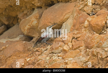 Picchio muraiolo (Tichodroma muraria) femmina adulta, tra rocce, in Spagna, in inverno Foto Stock