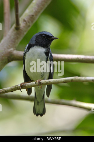 Nero-throated Blue trillo (Dendroica caerulescens) maschio adulto, appollaiato su ramoscello, Marshall penna, Giamaica, novembre Foto Stock