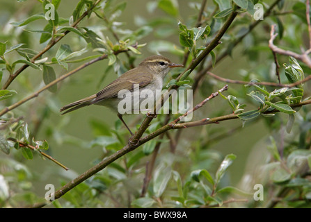 Trillo verdastro (Phylloscopus trochiloides viridanus) adulto, arroccato nella boccola, Tien Shan montagne, Kazakistan, giugno Foto Stock