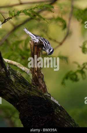 In bianco e nero trillo (Mniotilta varia) maschio adulto, alimentando ad morti snag, Marshall penna, Giamaica, novembre Foto Stock