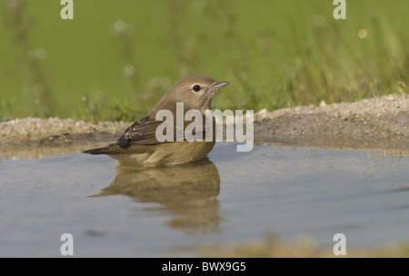 Giardino trillo (Sylvia borin) adulto, balneazione, Spagna Foto Stock