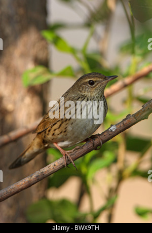 Lanceolated trillo (Locustella lanceolata) adulto, appollaiato su ramoscello, Hebei, Cina, può Foto Stock