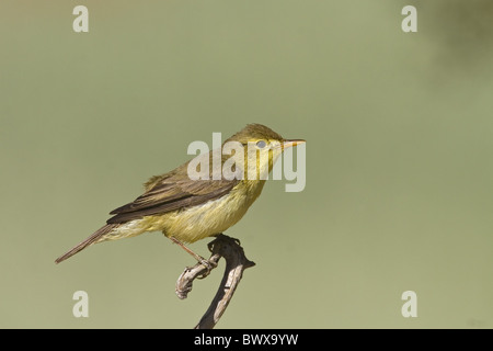 Canapino (Hippolais polyglotta) adulto, appollaiato su ramoscello, Spagna Foto Stock