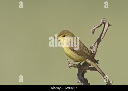 Canapino (Hippolais polyglotta) adulto, appollaiato su ramoscello, Spagna Foto Stock