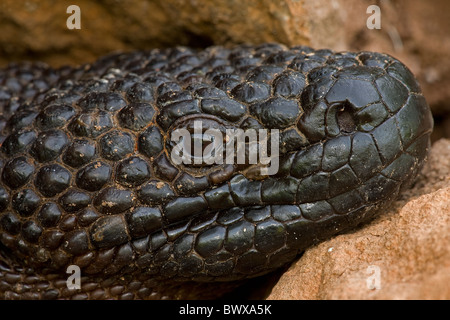 In perline messicano Lizard (Heloderma horridum exasperatum) Sonora Messico Foto Stock